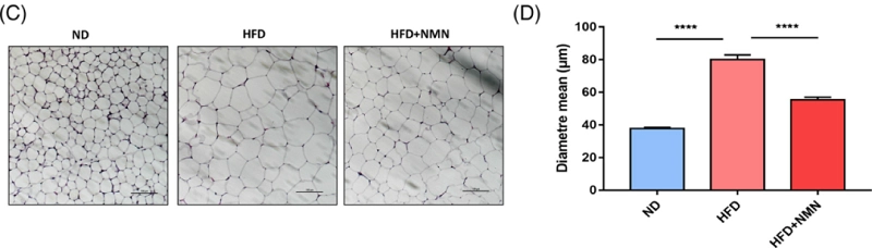 normal diet (ND), high fat diet (HFD) normal diet (ND), high fat diet (HFD)