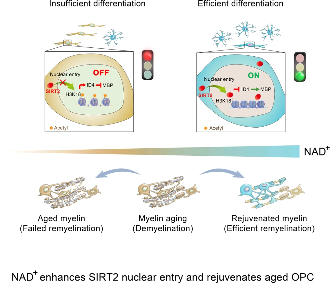 NAD+ enhances SIRT2 nuclear entry and rejuvenates aged OPC NAD+ enhances SIRT2 nuclear entry and rejuvenates aged OPC