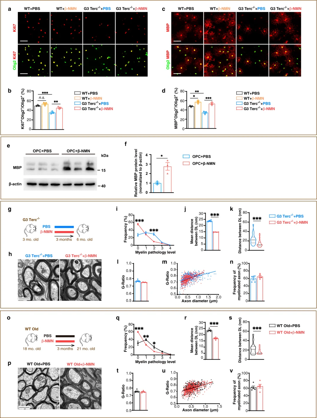 NMN supplementation could increase NAD+ levels NMN supplementation could increase NAD+ levels