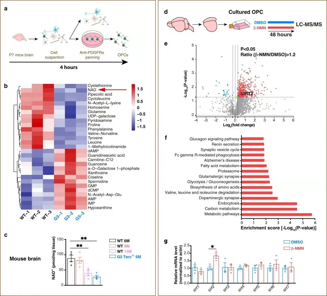 NMN supplementation can also promote the proliferation and differentiation of aging OPCs NMN supplementation can also promote the proliferation and differentiation of aging OPCs