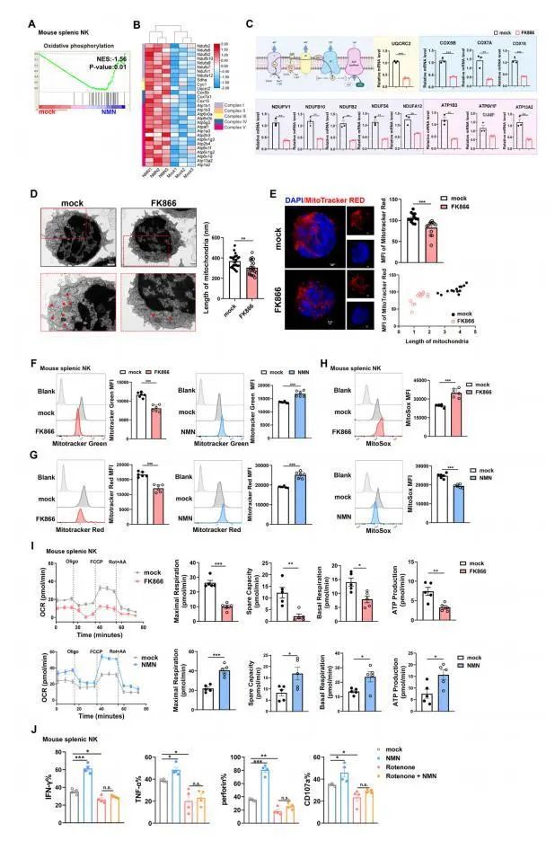 By absorbing NAD+, NK cells can be increased to release various cytokines including IFN-γ, TNF-α, CD107a and Perforin,