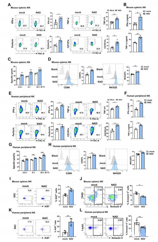 In animal experiments, after NK cells received NMN, they more effectively inhibited the growth of tumors.
