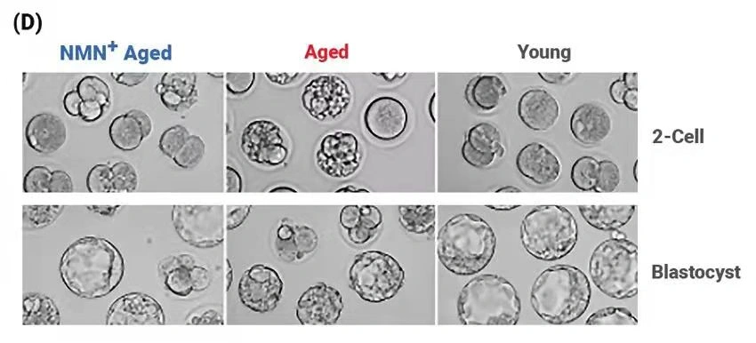 After NMN supplementation, the fertilization success rate of oocytes increased