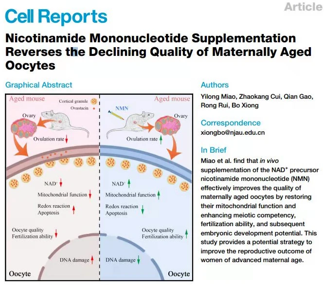 Nicotinamide Mononucleotide Supplementation Reverses the Declining Quality of Maternally Aged Oocytes