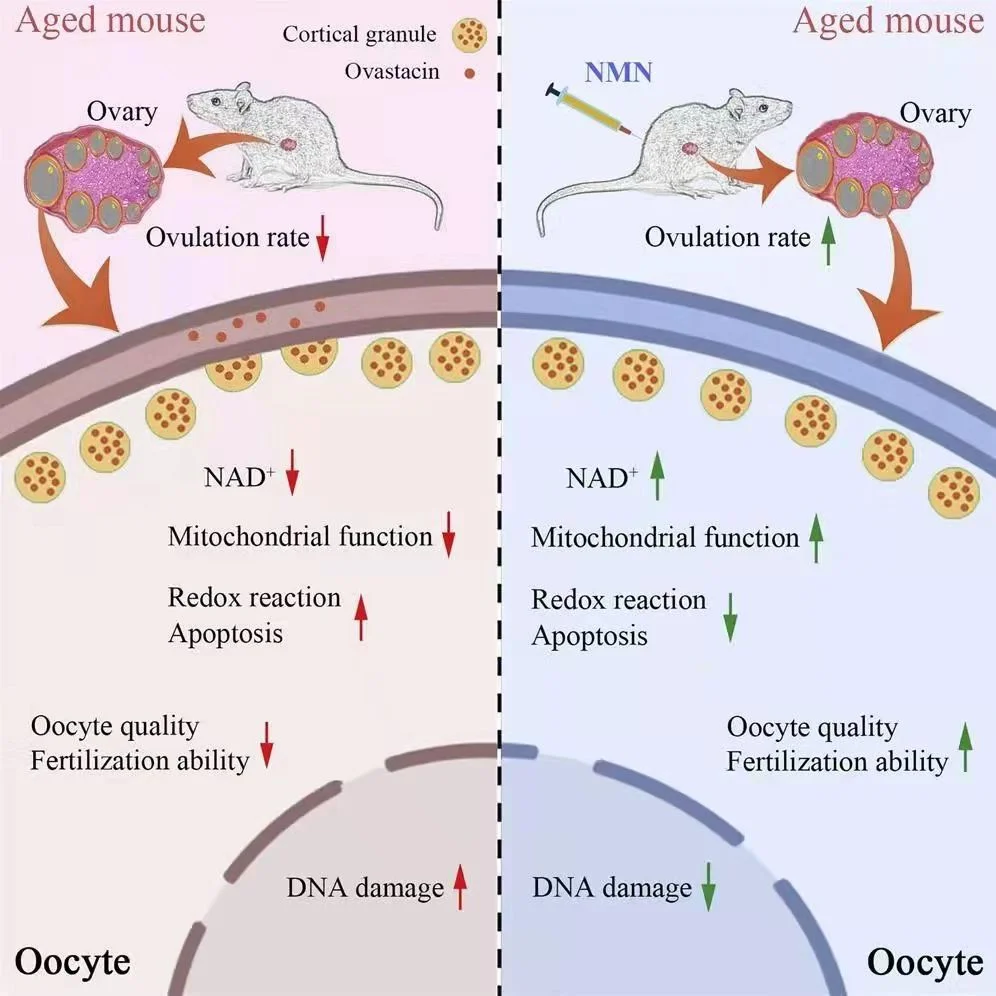 NMN restores mitochondrial function in aging oocytes