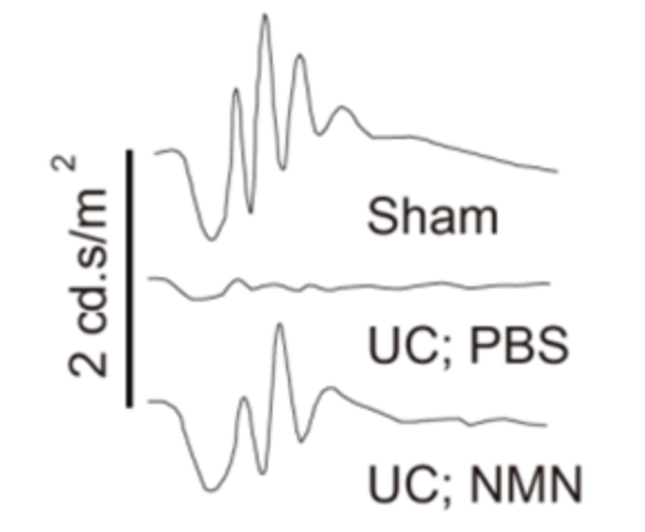 Legend: The electric wave intensity of the retinas of the three groups of mice in response to light