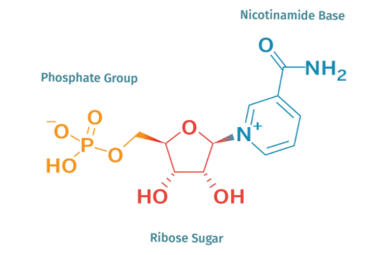Take NMN to Boost NAD+ Levels