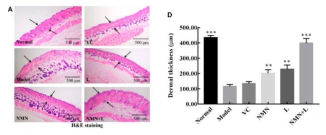 The results of Masson staining are shown in the figure.