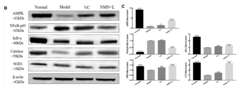 Expression levels of PGC-1α, APPL1, mTOR, FOXO α, IL-6, IL-10 and GSH mRNA in skin and liver