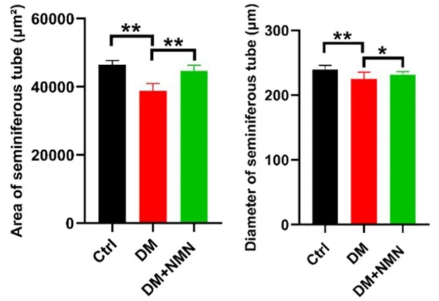 (Ma et al., 2022 | Abs) NMN treatment restores the size of sperm-producing tubes.
