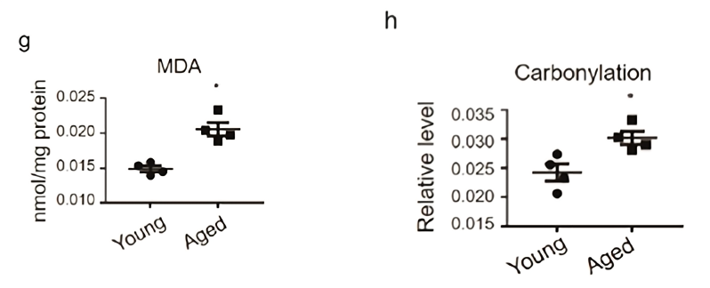 Figure : Comparison of MDA and PCO levels in the liver of aged and young mice