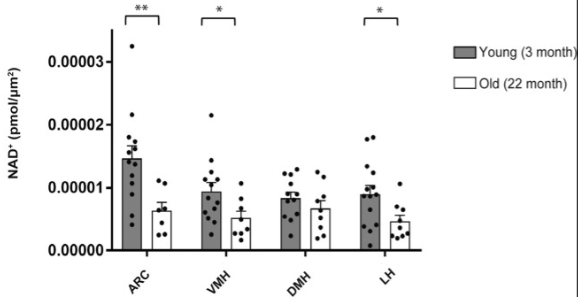 NAMPT-containing vesicles increase hypothalamic NAD+ levels