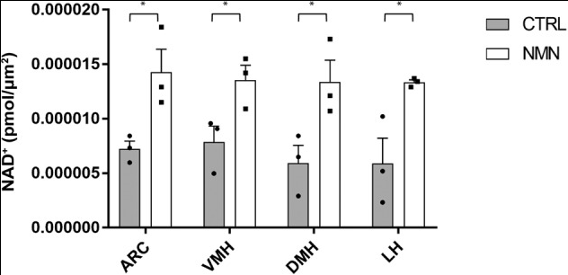 NMN and eNAMPT as potential therapeutic interventions in brain aging