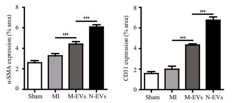 Figure: Stem cell-derived vesicles (m-ev) significantly increased blood vessel formation compared to the Sham group Figure: Stem cell-derived vesicles (m-ev) significantly increased blood vessel formation compared to the Sham group