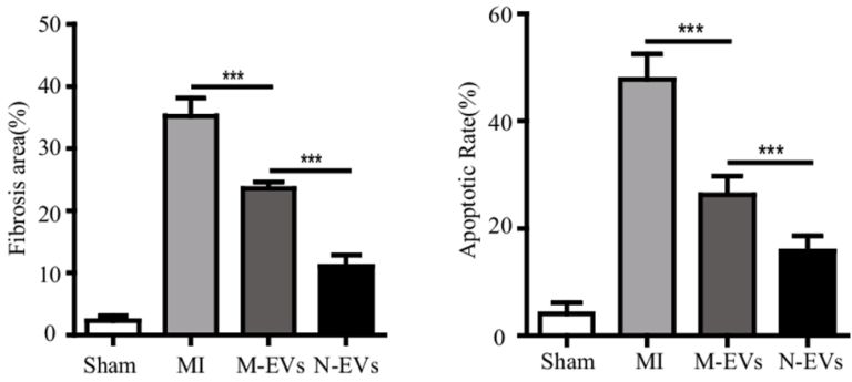 Figure: Myocardial scar tissue and myocardial cell death rate after myocardial infarction (MI) were significantly higher than those in the Sham group Figure: Myocardial scar tissue and myocardial cell death rate after myocardial infarction (MI) were significantly higher than those in the Sham group