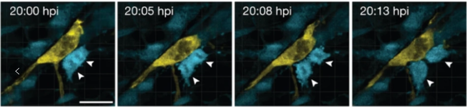 Note: Macrophages (yellow) hug muscle stem cells (blue), and the two keep in contact for a long time, and the muscle stem cells proliferate and regenerate.
