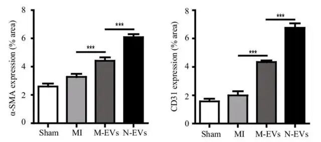 Compared with normal (Sham), myocardial infarction (MI) does not significantly increase the formation of arterioles (left) and capillaries (right); Compared with normal (Sham), myocardial infarction (MI) does not significantly increase the formation of arterioles (left) and capillaries (right);
