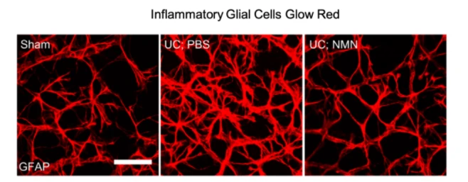Inflammatory Glial Cells Glow Red