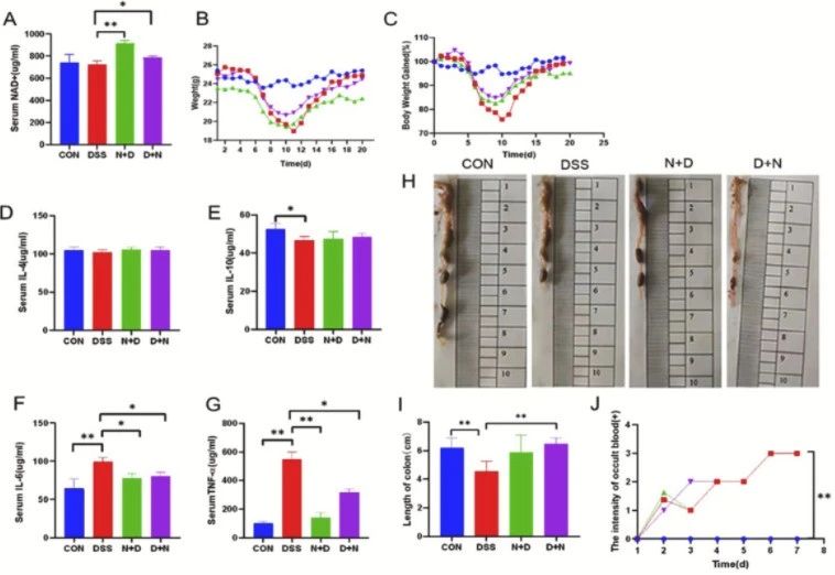 NMN has a strong protective effect on intestinal health