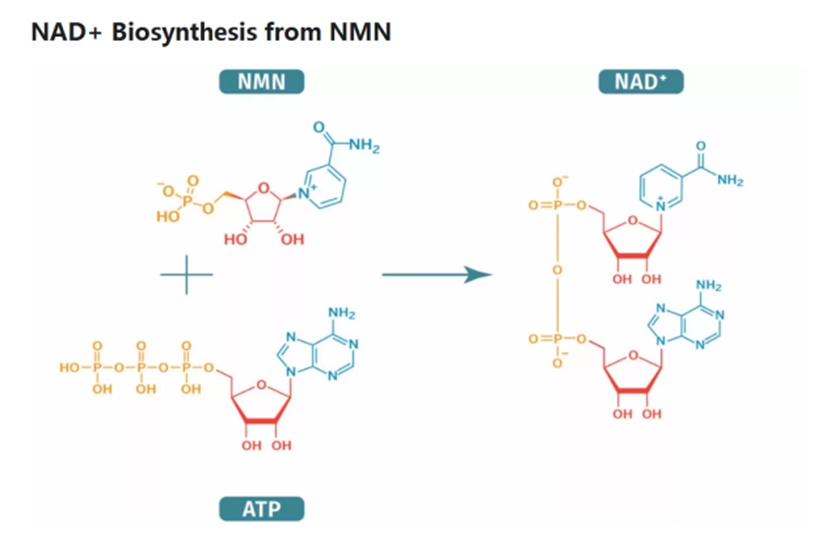 Why does NMN make so many scientists, business elites, big stars mad?