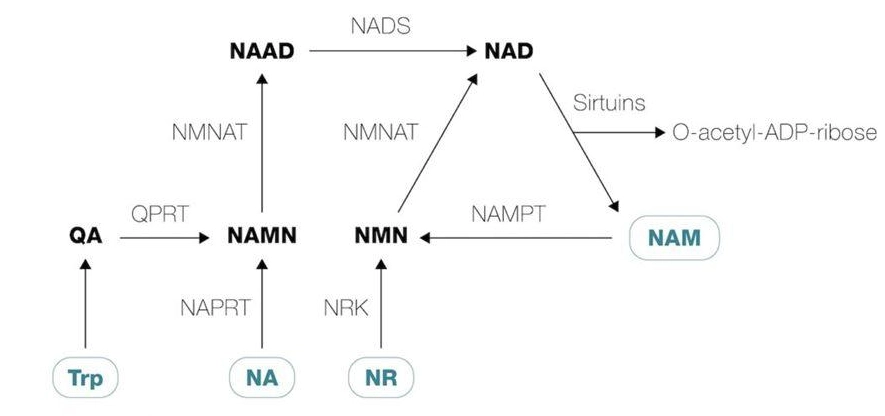 Before taking NMN, must read basics