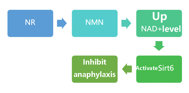 NMN can be used as an anti-allergy strategy NMN can be used as an anti-allergy strategy