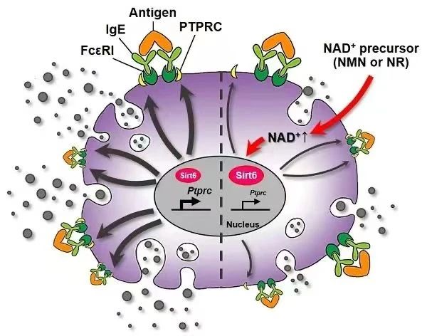 How NMN inhibits allergies How NMN inhibits allergies