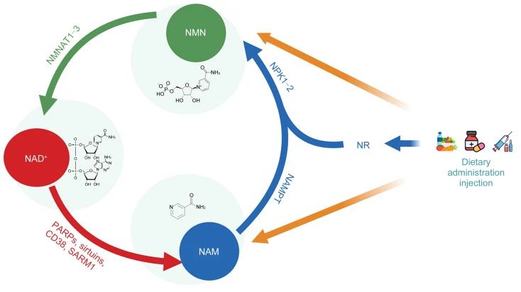 The detailed way NMN is converted to NAD+ and how NAD+ is consumed The detailed way NMN is converted to NAD+ and how NAD+ is consumed