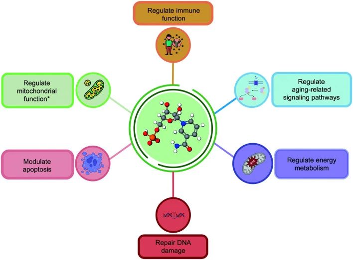 Anti-aging mechanism of NMN. Mitochondrial function refers primarily to cell dependence, as does mitochondrial quality control and cellular energy supply Anti-aging mechanism of NMN. Mitochondrial function refers primarily to cell dependence, as does mitochondrial quality control and cellular energy supply