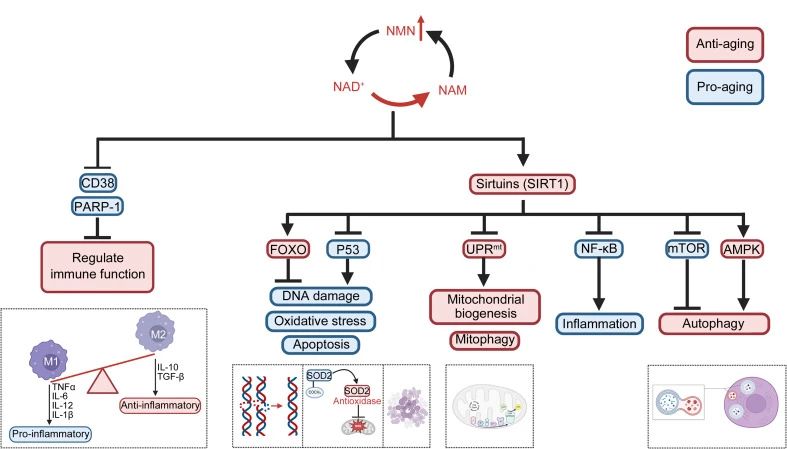 Signaling pathway of anti-aging effect of NMN. How to improve the level of NAD+, and then activate SIRT1, and how to influence the signaling pathway to play an anti-aging role Signaling pathway of anti-aging effect of NMN. How to improve the level of NAD+, and then activate SIRT1, and how to influence the signaling pathway to play an anti-aging role