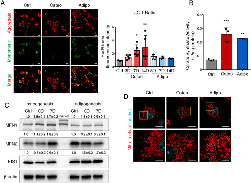 Mitochondrial function is enhanced in osteogenic and lipogenic cells Mitochondrial function is enhanced in osteogenic and lipogenic cells