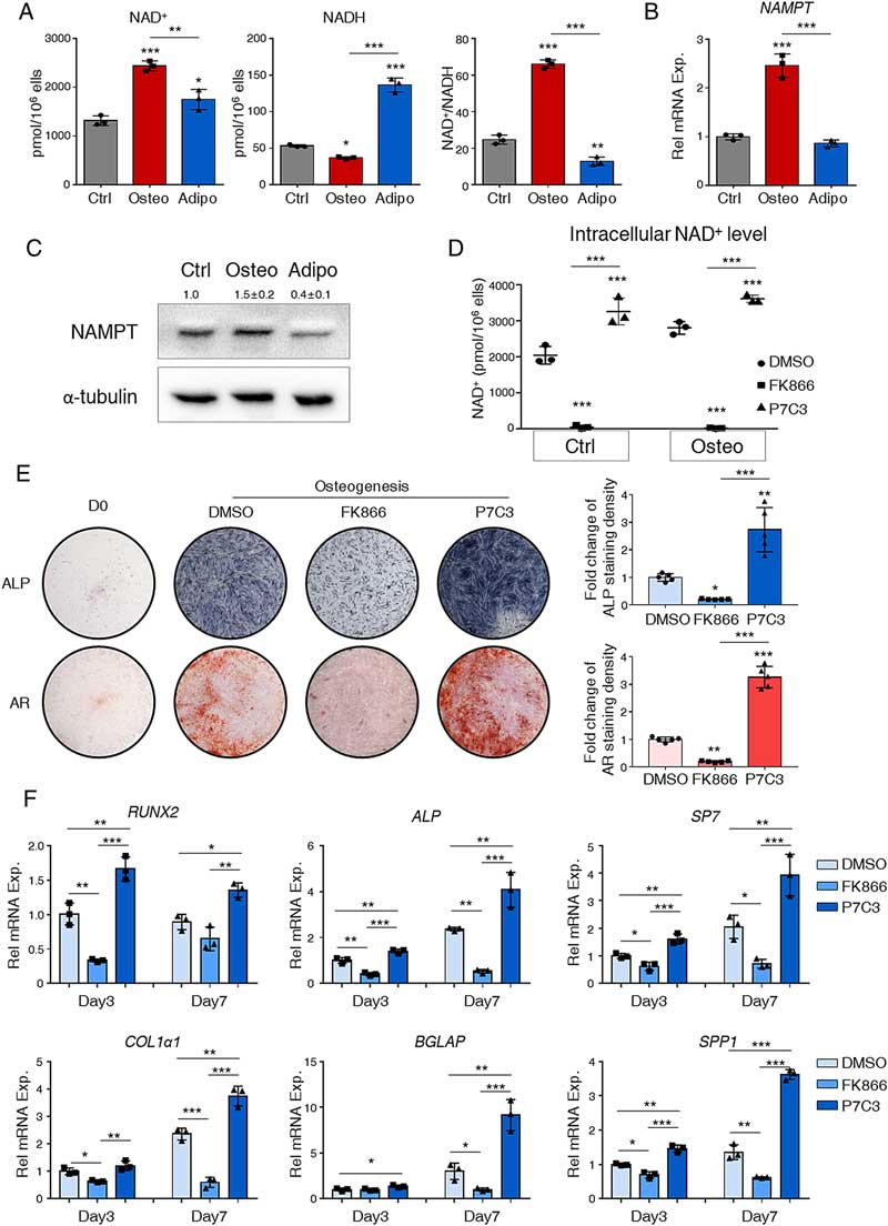 NAD is essential for BMSC osteogenic commitment NAD is essential for BMSC osteogenic commitment