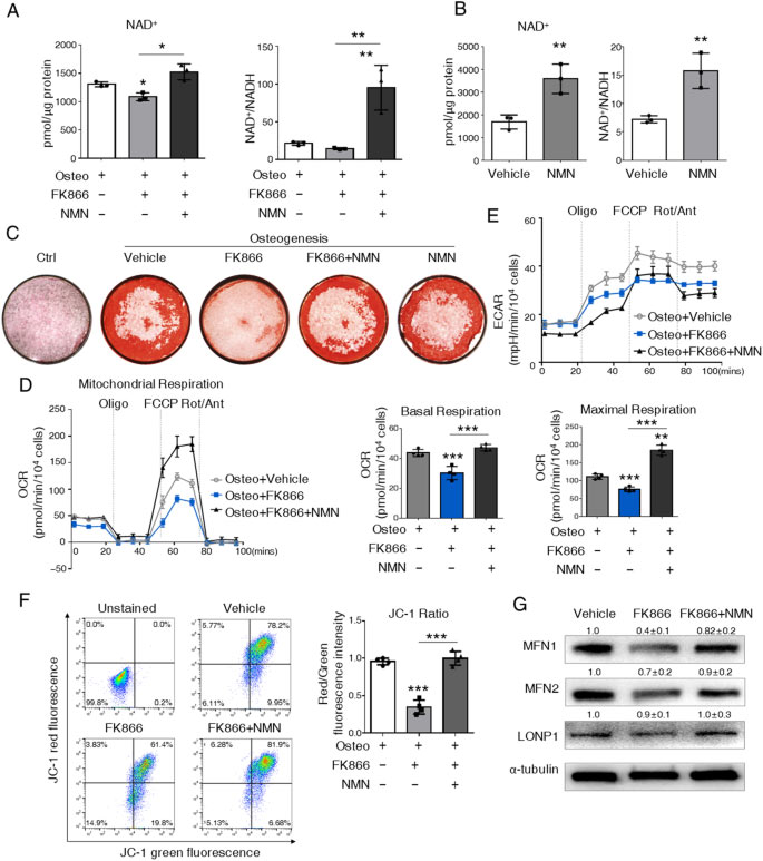NMN supplementation to reduce the inhibition of FK866 on osteogenic commitment NMN supplementation to reduce the inhibition of FK866 on osteogenic commitment