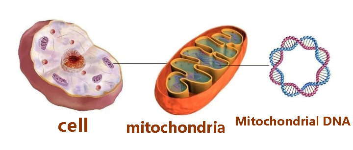 Mitochondrial DNA Mitochondrial DNA