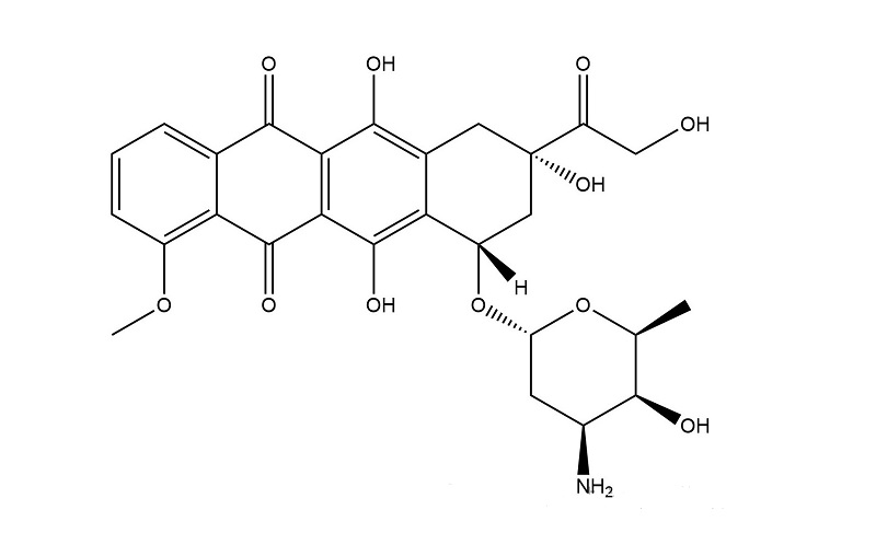 adriamycin adriamycin