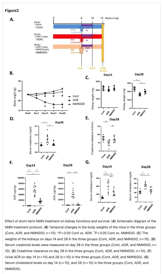 The effect of short-term NMN treatment on renal function and survival rate The effect of short-term NMN treatment on renal function and survival rate