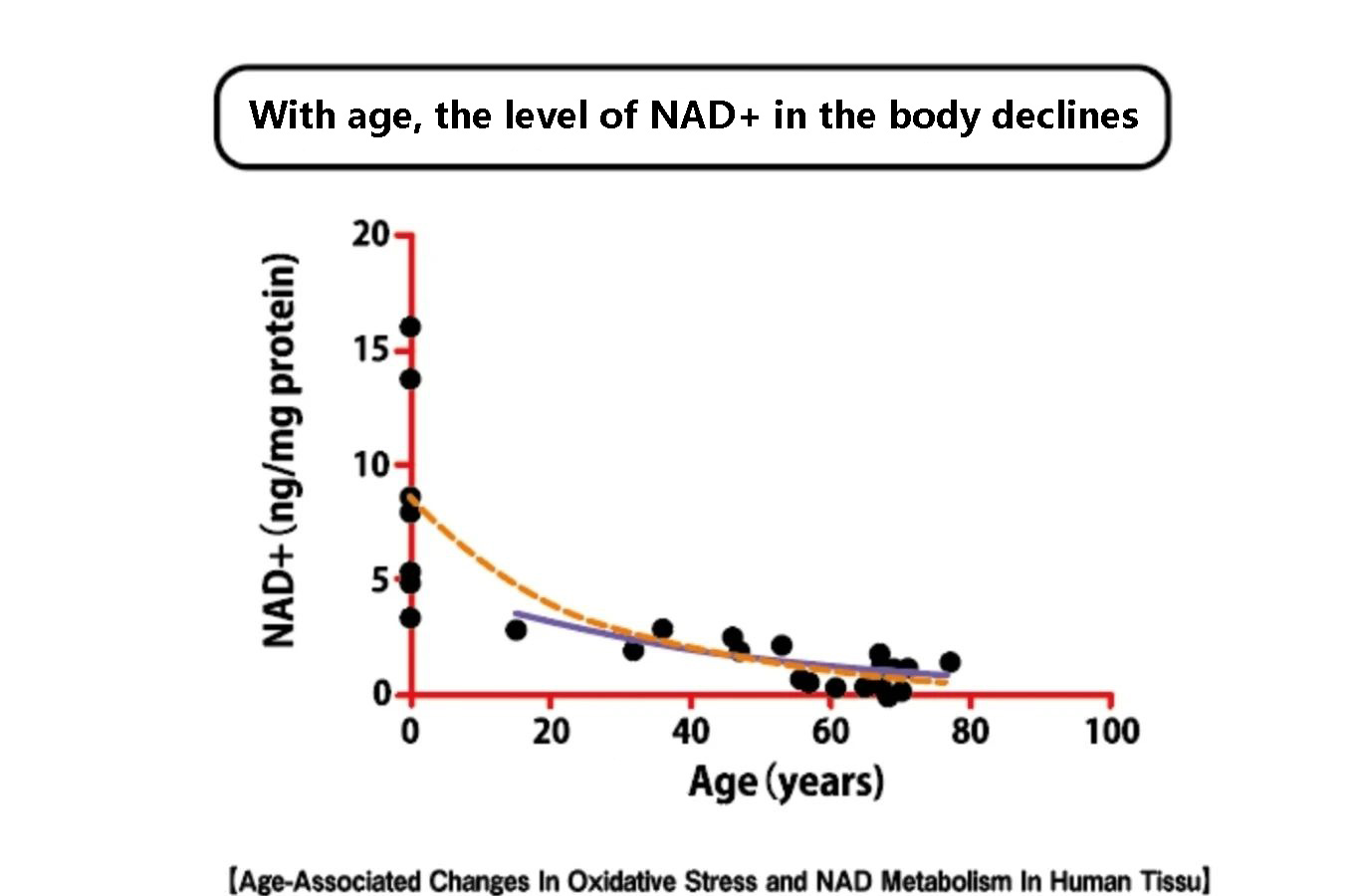 With age, the level of NAD+ in the body declines With age, the level of NAD+ in the body declines