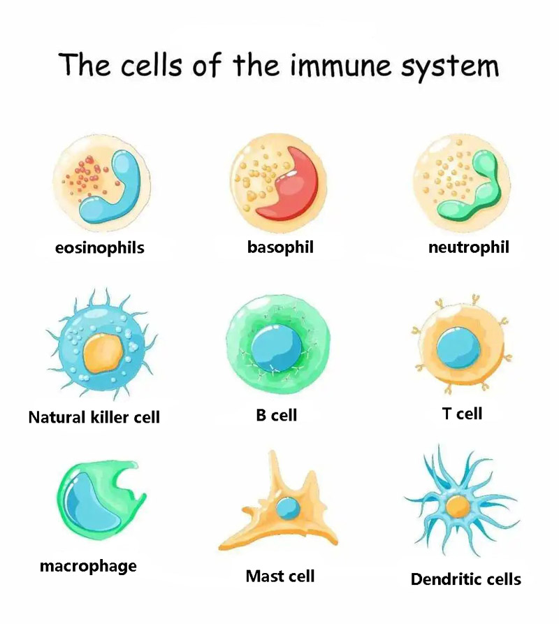 The cells of the immune system The cells of the immune system