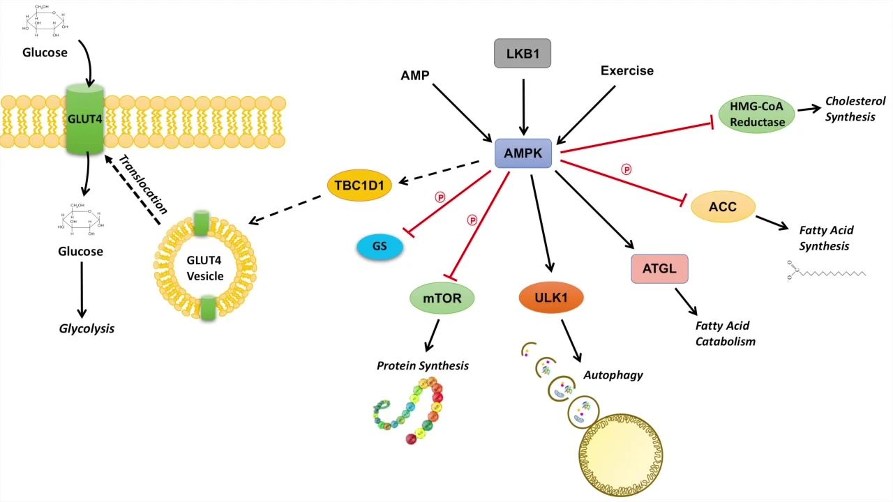 Increase energy supply to muscle cells Increase energy supply to muscle cells