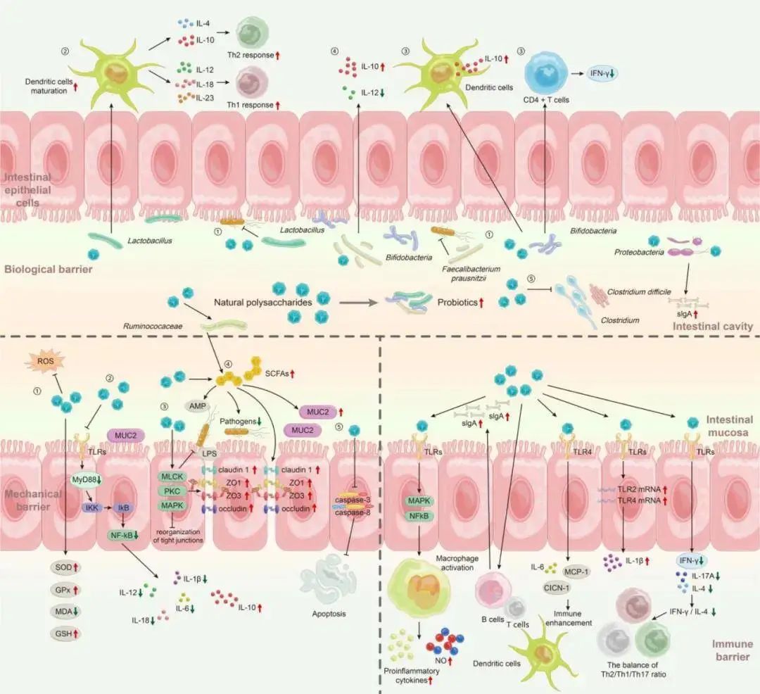 Promote intestinal health Promote intestinal health