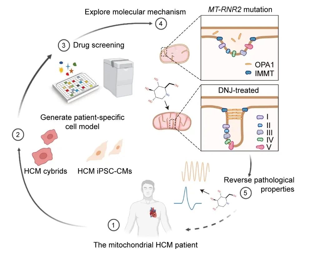 The mitochondrial HCM patient The mitochondrial HCM patient