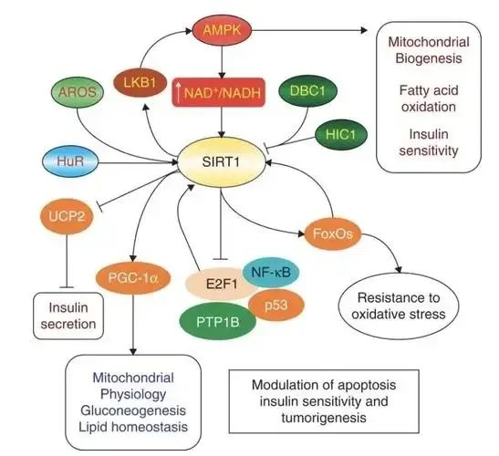 Activate the Sirtuins protein family Activate the Sirtuins protein family