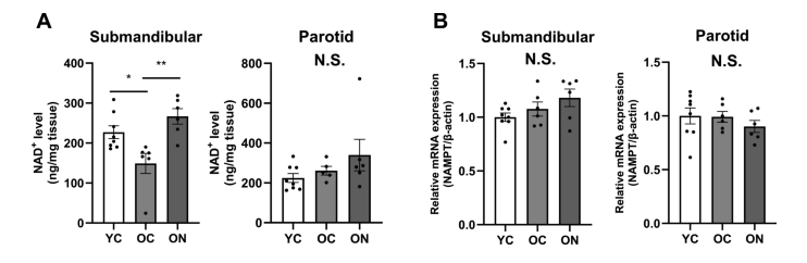 The expression level of p21 in the submandibular gland of aged mice is significantly higher than that of young mice, and p21 is a common indicator of aging. The expression level of p21 in the submandibular gland of aged mice is significantly higher than that of young mice, and p21 is a common indicator of aging.