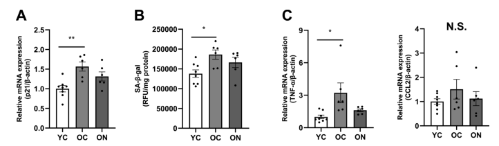 The researchers found that after NMN treatment in older mice, the expression level of aquaporin 5 (AQP5) gene increased to that of younger mice, which enhanced salivation. The researchers found that after NMN treatment in older mice, the expression level of aquaporin 5 (AQP5) gene increased to that of younger mice, which enhanced salivation.