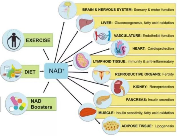 Introduction of NMN and its efficacy Introduction of NMN and its efficacy