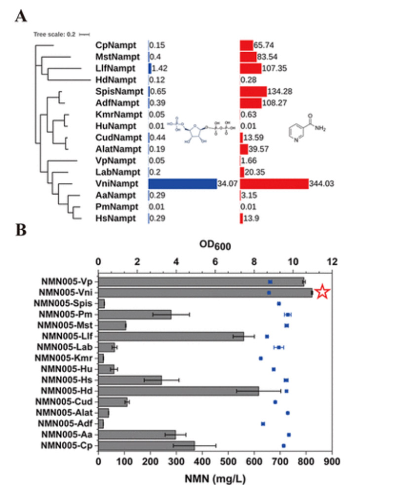 Screening exogenous NAMPT enzymes to increase NMN production in Escherichia coli Screening exogenous NAMPT enzymes to increase NMN production in Escherichia coli
