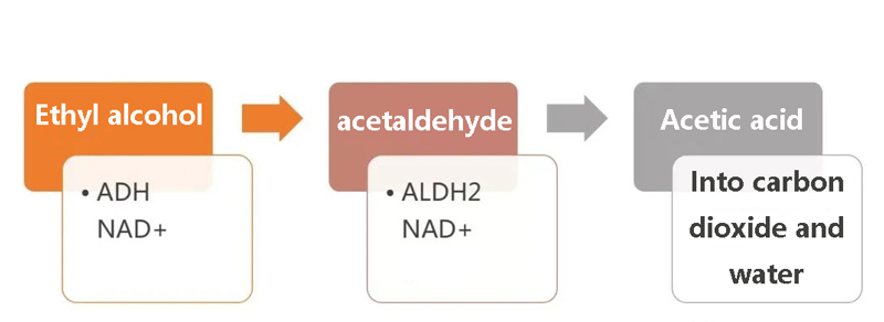 Ethyl alcohol, acetaldehyde, Acetic acid Ethyl alcohol, acetaldehyde, Acetic acid