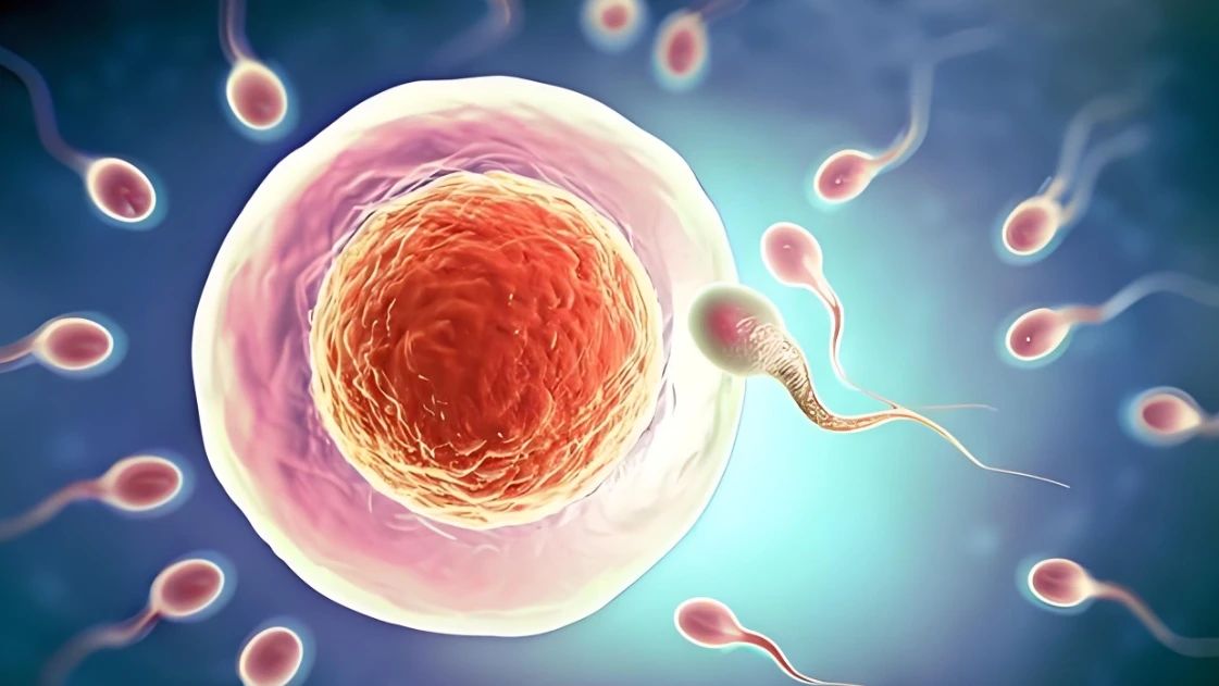 Improve sperm quality and quantity Improve sperm quality and quantity