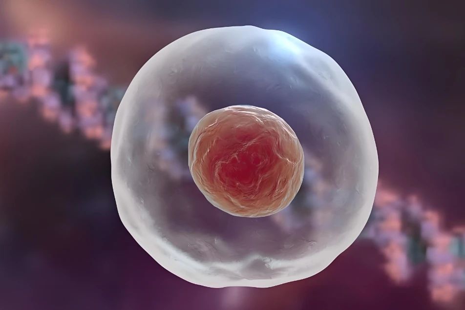 Promote egg development and maturation Promote egg development and maturation