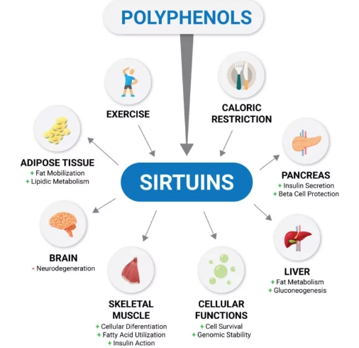Regulate the activity of Sirtuins protein Regulate the activity of Sirtuins protein